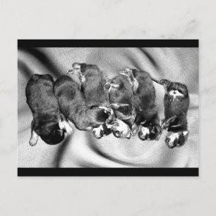 Schlafkopfwelpen Postkarte