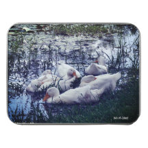 Schlaflose Entenpfandtiere