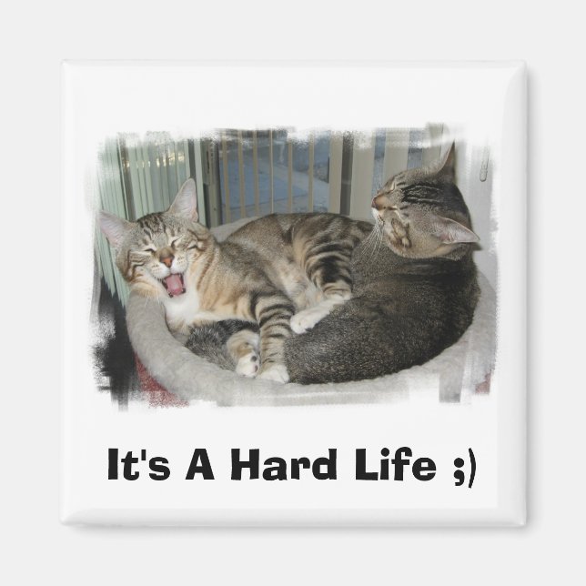 Schlaflose Katzen Magnet (Vorne)