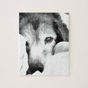 schlafloser Kuschelhund im Bett Schwarz-weiß