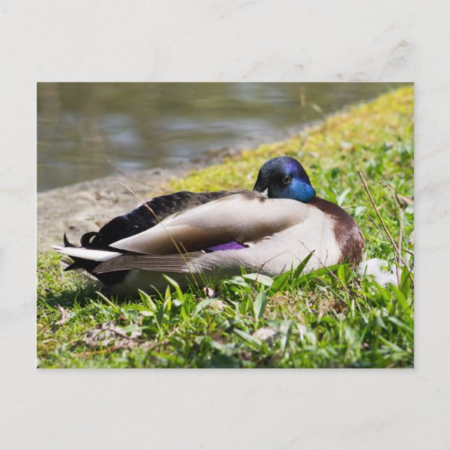 Schlafmallard Postkarte (Vorderseite)