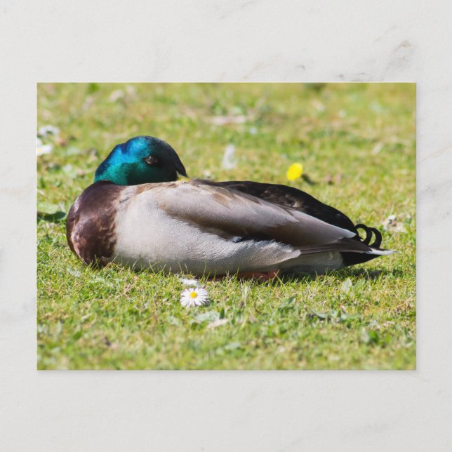 Schlafmallard Postkarte (Vorderseite)