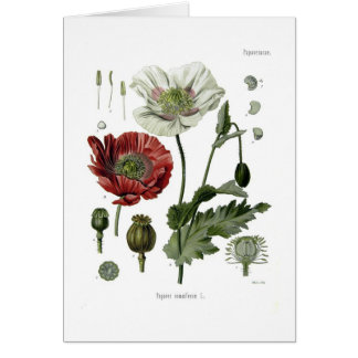 Schlafmohn