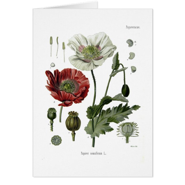 Schlafmohn (Vorne)