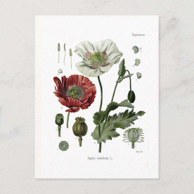 Schlafmohn Postkarte (Vorderseite)