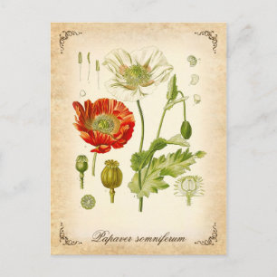 Schlafmohn - Vintage-Illustration Postkarte