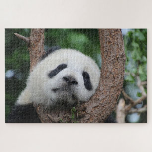 Schlafpanda auf einem Baum