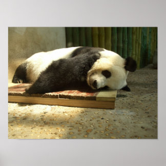 Schlafpanda Poster
