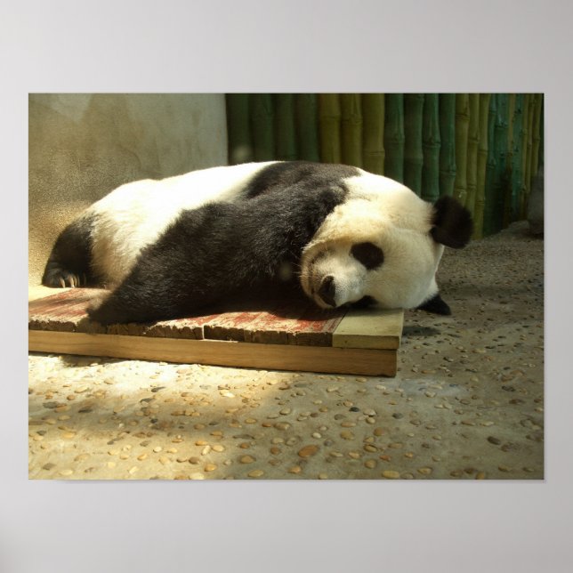 Schlafpanda Poster (Vorne)