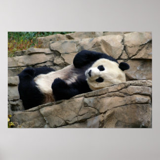 Schlafpanda Poster