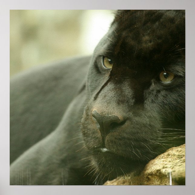 Schlafpanther Poster (Vorne)