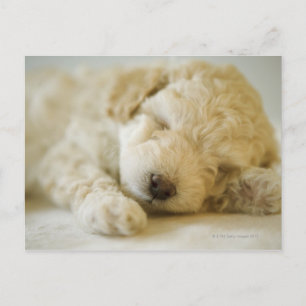Schlafpoodle Welpe 2 Postkarte