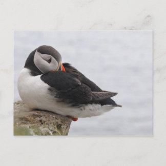 Schlafpuffin Postkarte