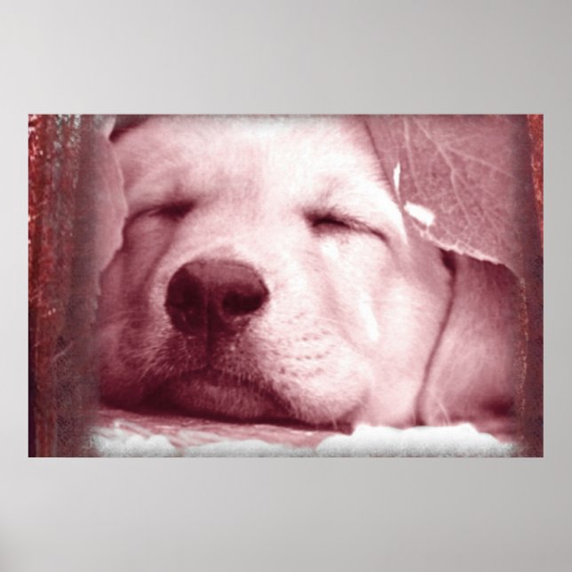 Schlafpuppenposter Poster (Vorne)