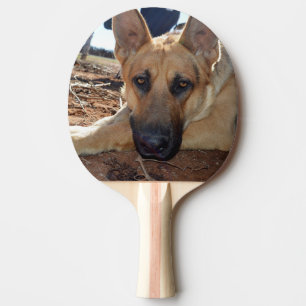 Schläfrige Entilment: Junger Elsässer Schäferhund, Tischtennis Schläger