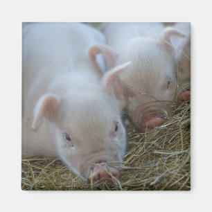 Schläfrige Ferkel Magnet