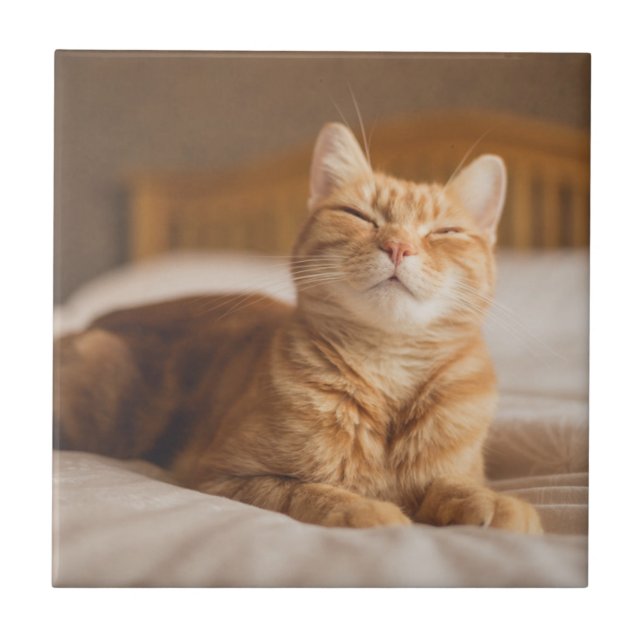 Schläfrige Katze Getty Bild-| Fliese (Vorderseite)