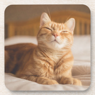 Schläfrige Katze Getty Bild- Getränkeuntersetzer