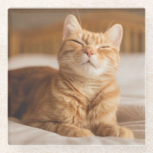 Schläfrige Katze Getty Bild- Glasuntersetzer