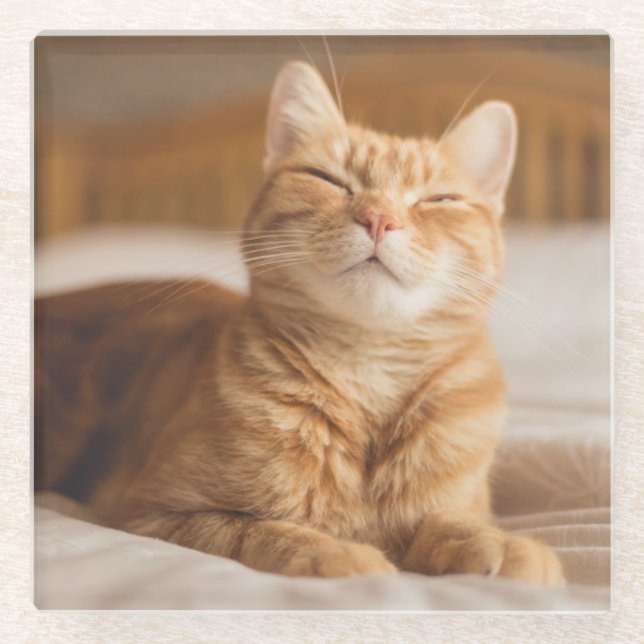 Schläfrige Katze Getty Bild-| Glasuntersetzer (Vorderseite)