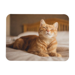 Schläfrige Katze Getty Bild-  Magnet
