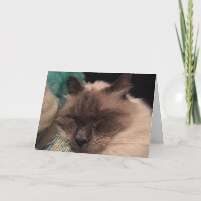 Schläfrige Katzen-Gruß-Karte (Landschaft) Karte (Vorderseite)