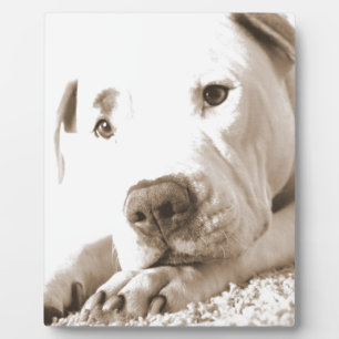 schläfriger freundlicher weißer Pitbull-Hass ist k Fotoplatte