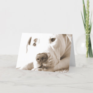 schläfriger freundlicher weißer Pitbull hasst Tat Karte