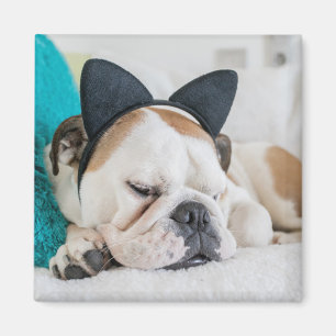 Schläfriger Hund Getty Bild- mit Katzen-Stirnban Magnet