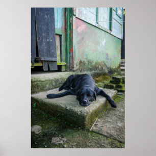 Schläfriger Hund Poster