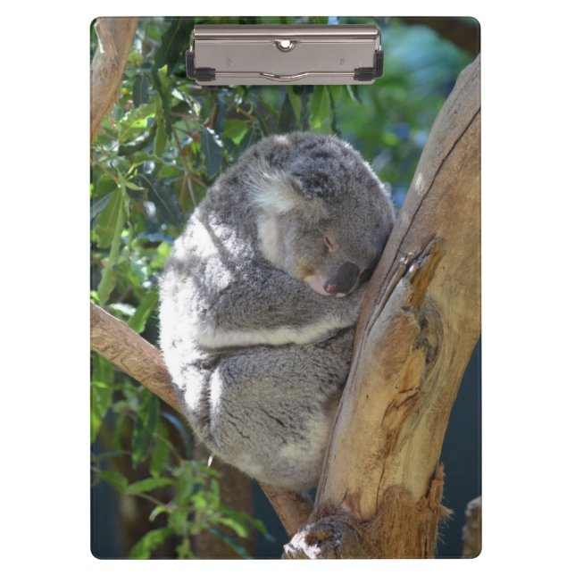 Schläfriger Koala Klemmbrett (Vorderseite)