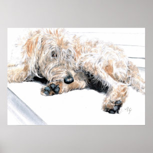 Schläfriger Labradoodle Druck Poster