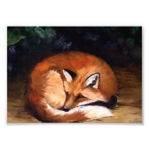 Schläfriger roter Fox-Foto-Druck Fotodruck
