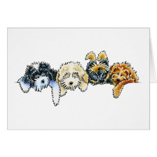 Schläfriges Cockapoos