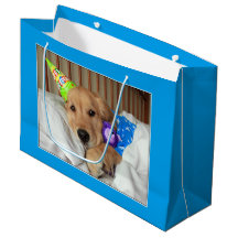 Schläfriges golden retriever im Pyjama-Geburtstag