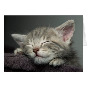 Schläfriges Kätzchen