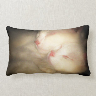 Schläfriges Kittys Kissen