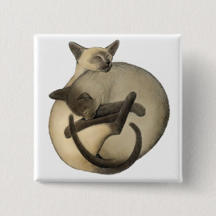 Schläfriges siamesisches Button