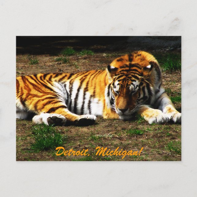 Schläfrigkeit Postkarte (Vorderseite)