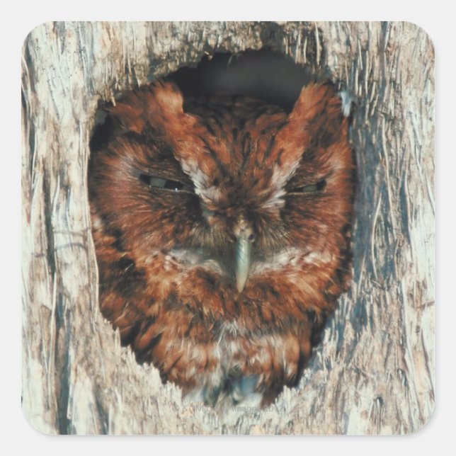 Schlafschale in einem Baum Quadratischer Aufkleber (Vorderseite)