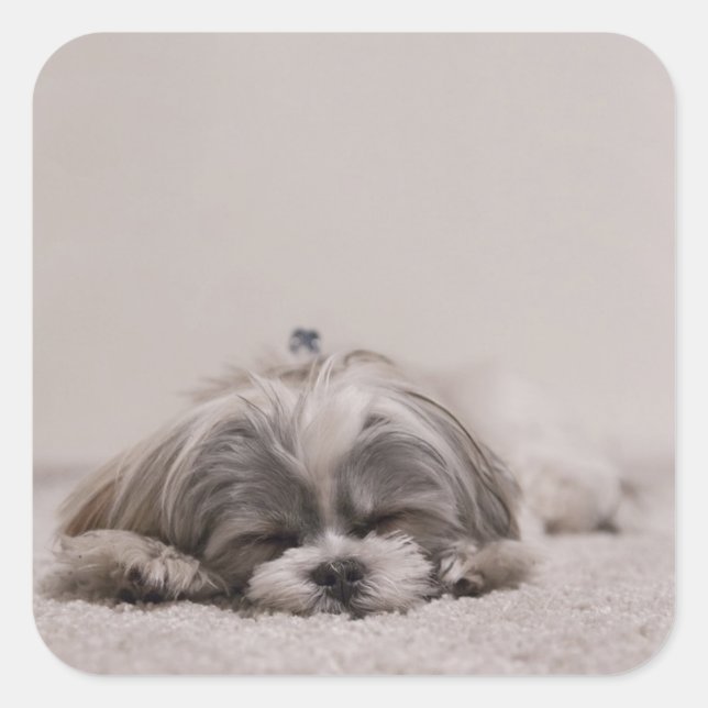 Schlafschih tzu Sticker, Schlafhund Quadratischer Aufkleber (Vorderseite)