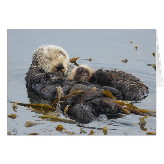 Schlafsee Otter Mama und Nachwuchs (Vorderseite (Horizontal))