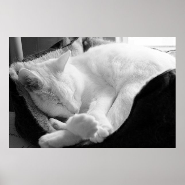 Schlafsqueak Poster (Vorne)