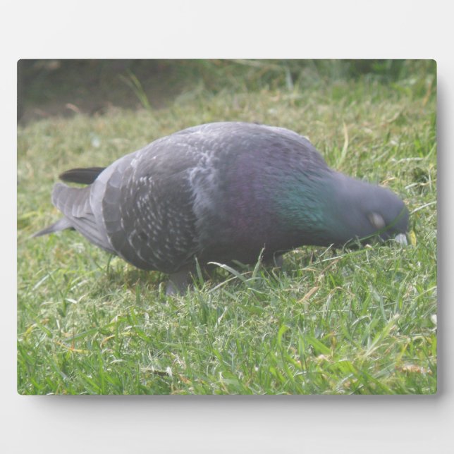 Schlaftaube Plaque Fotoplatte (Vorderseite)