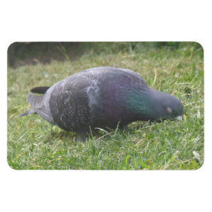 Schlaftaube Premium Magnet