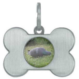 Schlaftaube Tag Tiermarke