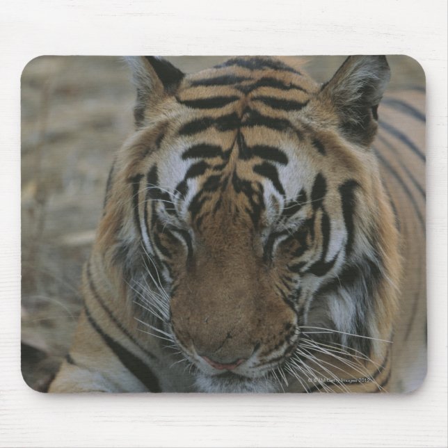 Schlaftiger Mousepad (Vorne)