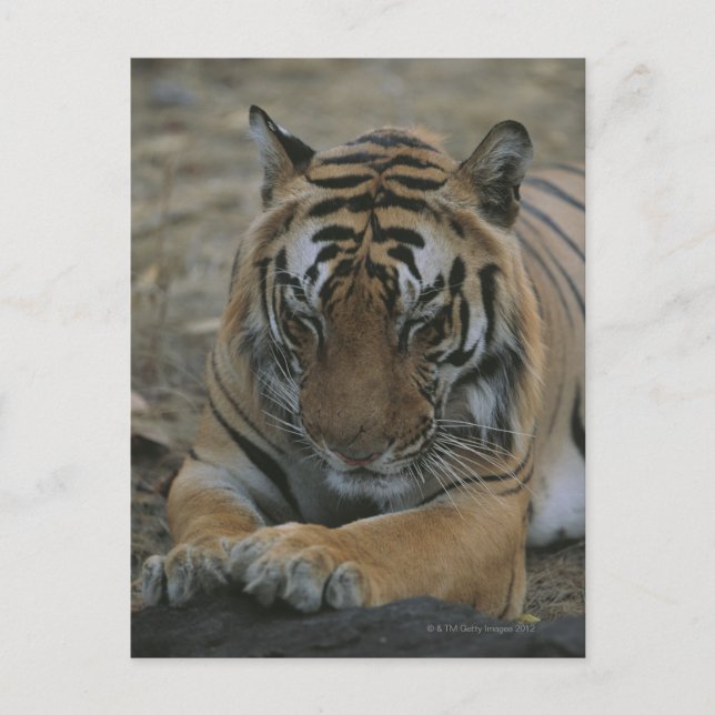 Schlaftiger Postkarte (Vorderseite)