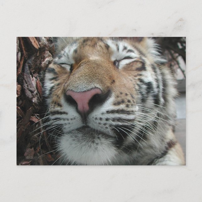 Schlaftiger Postkarte (Vorderseite)