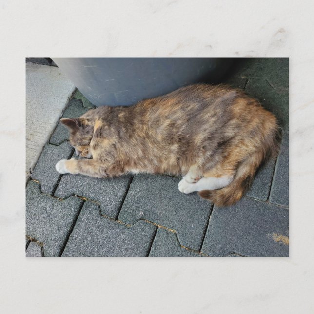 Schlaftortenkatze Postkarte (Vorderseite)